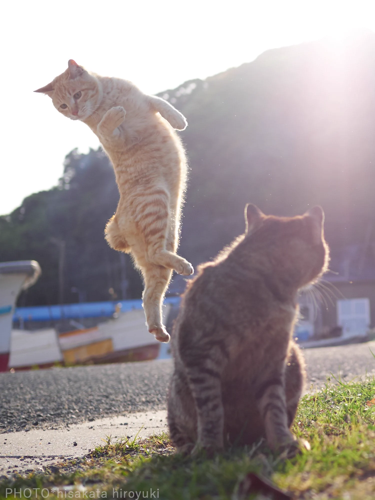 構えが達人すぎる？ww朝日もあいまってかっこよすぎる猫のポーズがかっこいいww
