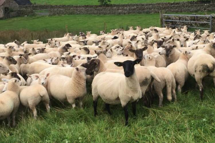 LauraBlenkharn's tweet photo. NEW! 130  Lleyn Cross Breeding Shearlings  - Cumbria https://t.co/yv8PXNKR7f https://t.co/X12B0DvFZj