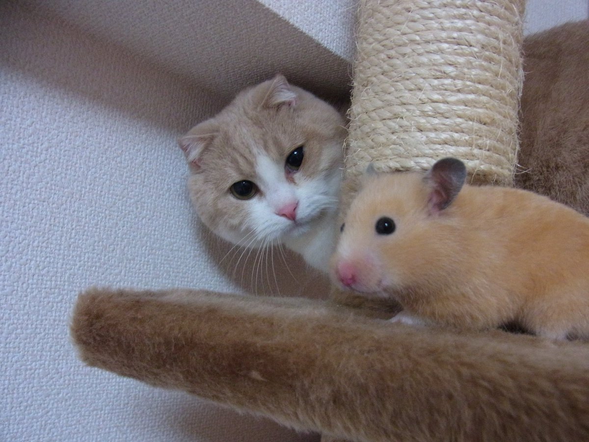 bonta0630's tweet photo. 今日は懐かしい写真アップします。3年前くらいの猫とキンクマハムスターの仲良しshot❗️
今は亡きスコのもこ美とハムの杏（あんず）。とちょっと若い虎太郎氏。
仲良しというよりはお互い無関心だったかな⁉️でももう会えない…。天国で仲よく遊んでるといいな。
#猫とハムスター https://t.co/ImIZ3CU6Xg