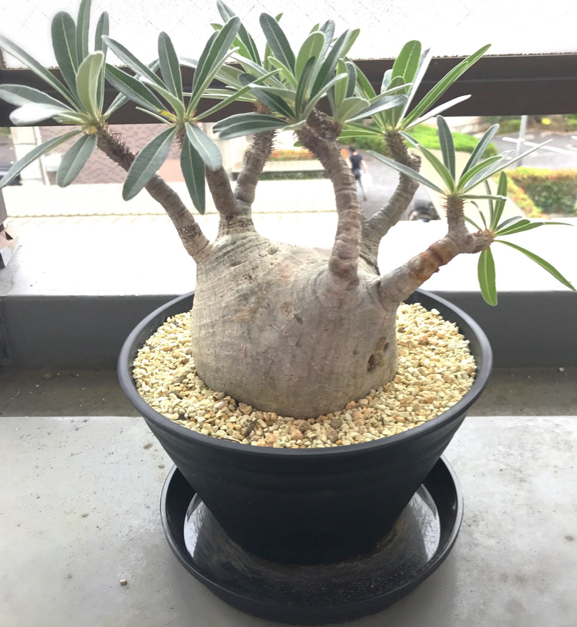 Tsy 大きくなったパキポ 数年前にお迎えして以来 初の植え替えだけど太らせ方がイマイチわからず D マグアンプ 水 温室 パキポディウムグラキリス Pachypodiumgracilius 多肉 塊根 T Co Rka0vucwoo Twitter