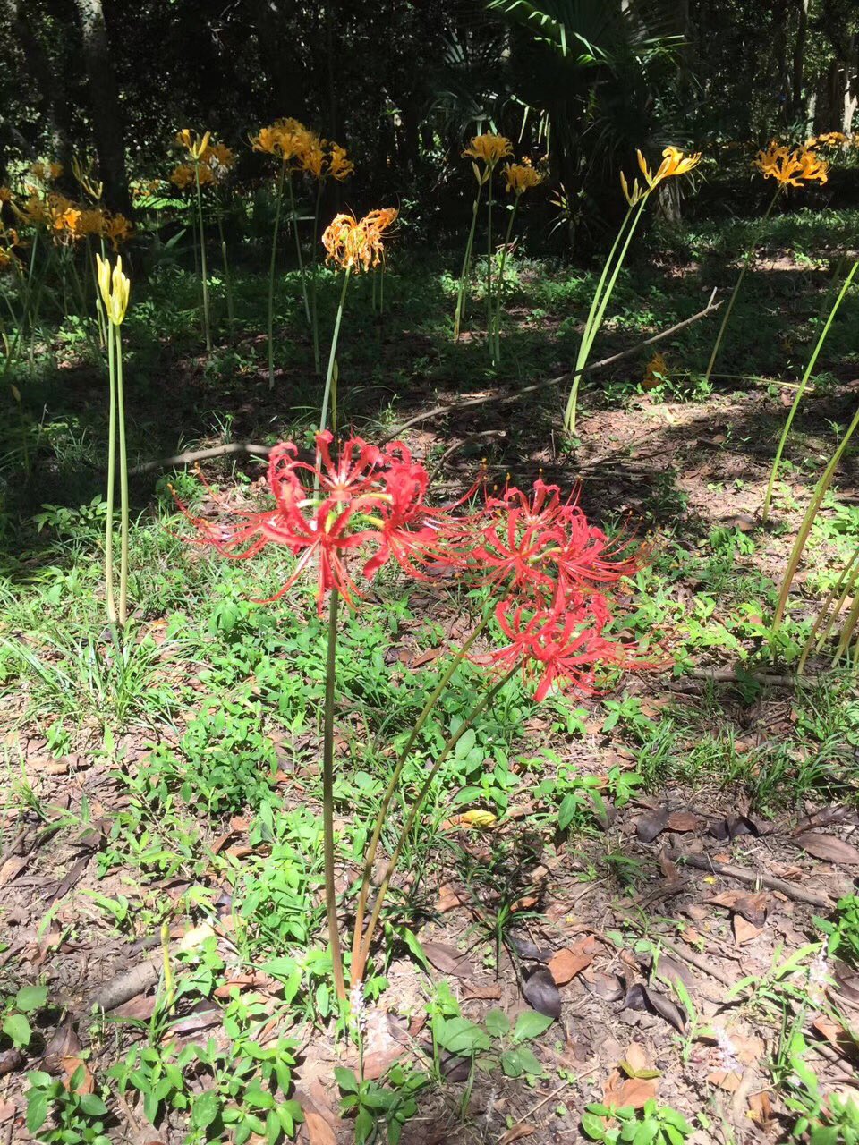 Madiya 又到了彼岸花花开的时候 一直觉得彼岸花 有种诡异的漂亮 并且此花开花时看不到叶片 出现叶片时又不见花 加之种种说法导致有各种名字 如 曼珠沙华 两生花 同时由于常盛开在墓地附近 又被叫做死亡之花 幽灵花和地狱花等 其实只不过是石蒜呀