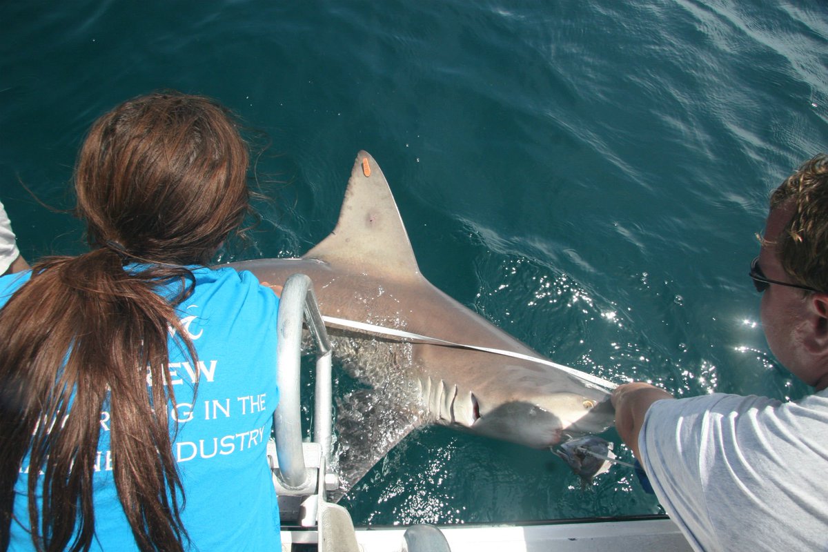 PIOJoeD's tweet photo. @ErikaGloverNBC6 And if you ever wanna "up your game," let us know and we'll take you shark tagging! #itinvolvesaboat #helpingscience @NSUGHRI @DrGuyHarvey https://t.co/sj7bXiycSf