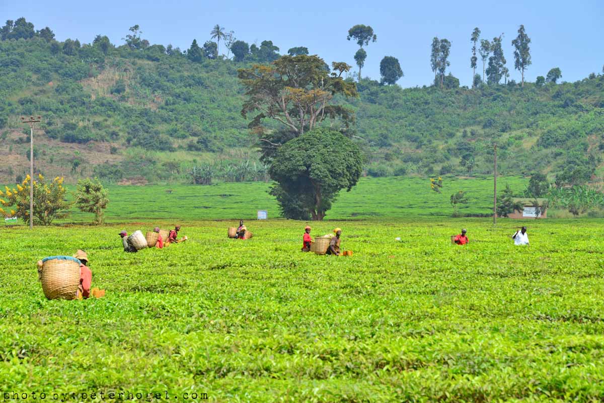 EdenAdventureug's tweet photo. After enjoying a memorable safari remember to buy some locally  produced tea to support the locals &amp; to carry a piece of Uganda with  you . https://t.co/mtsKKhogGI