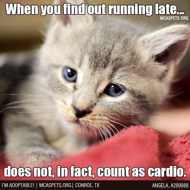 MCASPets's tweet photo. Well, there goes a whole LIFETIME of fitness achievements... π #ButImSOGoodAtIt #LikeExpertLevel!!! https://t.co/cZx3FyCNlP https://t.co/ZqgsQEznFy