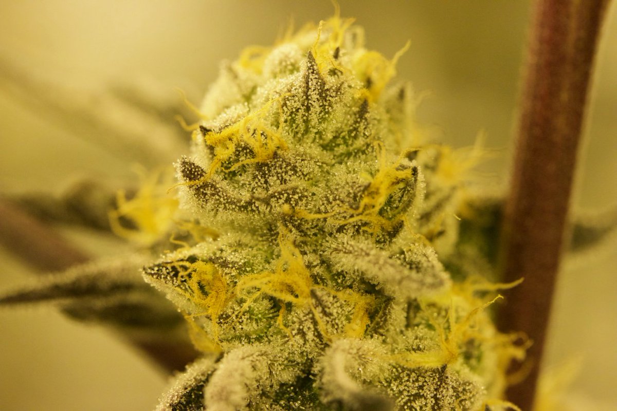 #Sherbert alert! ⛽️🍊🔥🚨 #BonsaiCannabis #i502grower #pnwgrown