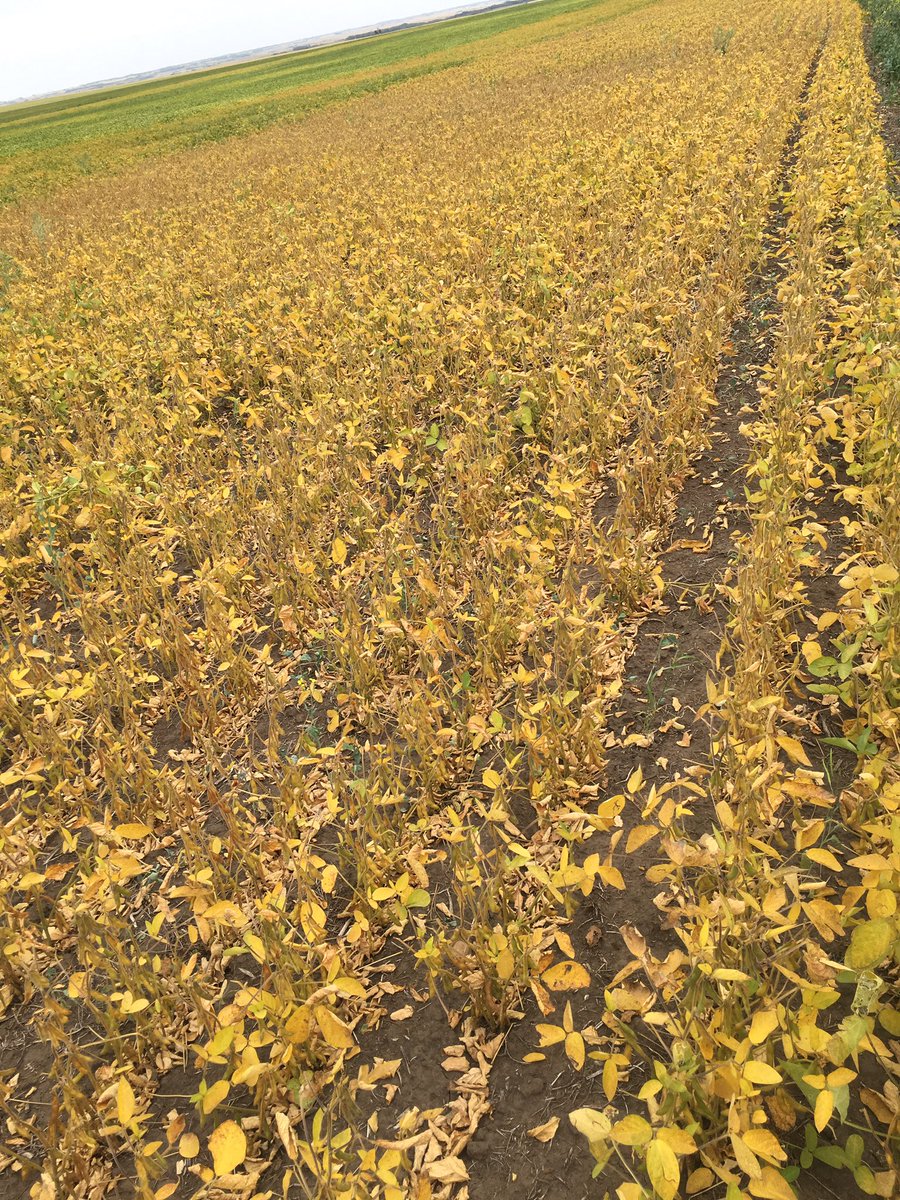 risrockag's tweet photo. Really pleased with maturity of Dupont Pioneer soybeans in WC Sask. Aug.21st P000A87R &amp; 0007s #rightproductrightacre https://t.co/E7g2QXVVNN