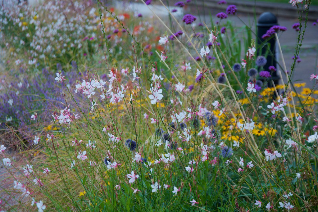 NigelDunnett's tweet photo. Sheffield Grey to Green scheme - mixed perennials, shrubs and trees, planted in aggregate substrate along urban street for 500 metres length https://t.co/mb5qHw8667
