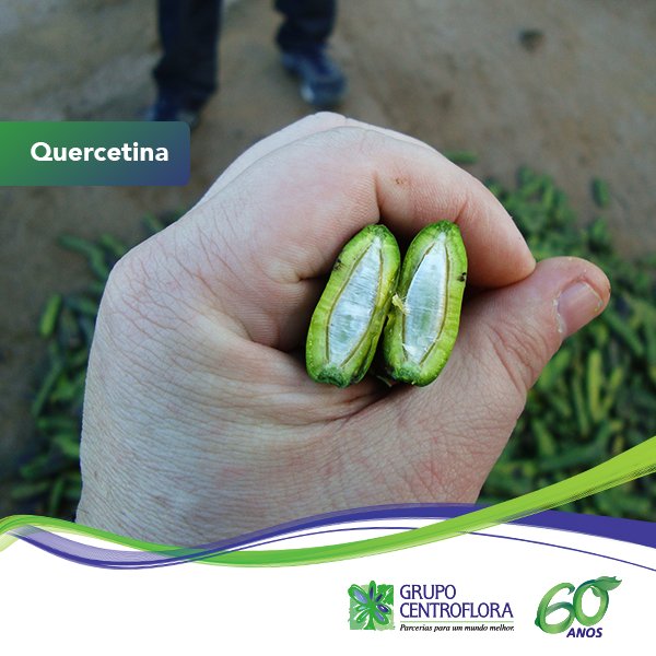 Centroflora's tweet photo. Entre seus benefícios, a Quercetina tem propriedades anticancerígenas e antioxidantes.
#GrupoCentroflora #saúde https://t.co/CxGlS9vM9B