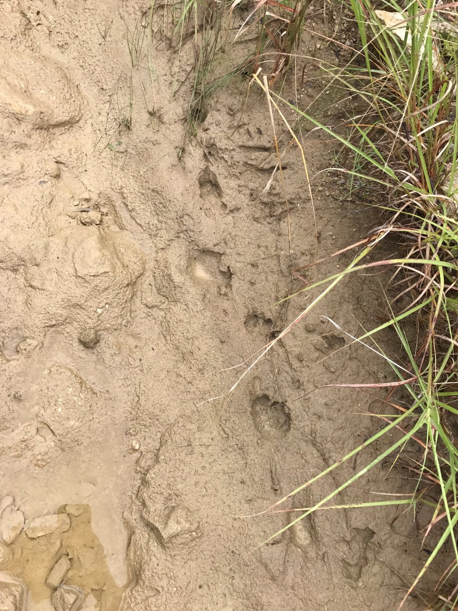 missweeos's tweet photo. Deer trackingggggh @CTMSBulldogs #engaged https://t.co/2XvPS2NaUr