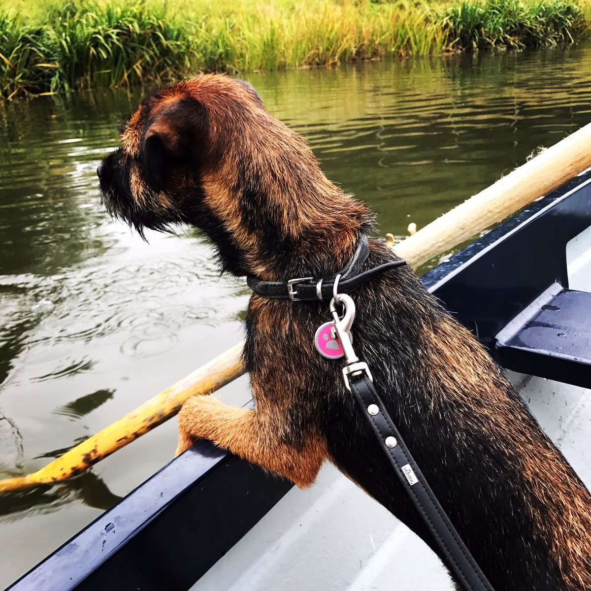 bordermanstan's tweet photo. Fun day at #holkhamestate 🐶🚜🛶🐾🏖 #borderterrier #bordermanstan #dogsoftwitter #dogsofinstagram #holkhamfieldtofork #rowingdog #stanthefarmer https://t.co/1FzHs72kKL