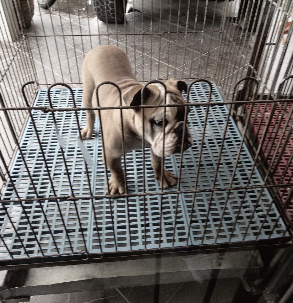 iamr2alonte's tweet photo. #gregor 🐶 https://t.co/HJg8u8GPHl