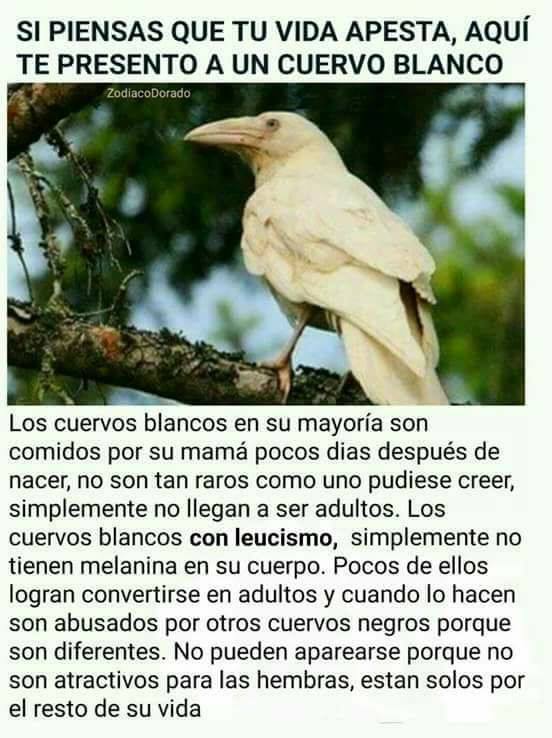Armando Barrera sur Twitter : "Ser un cuervo blanco es equivalente a ser de Nueva. https://t.co/bvSS5ZpT0m" /