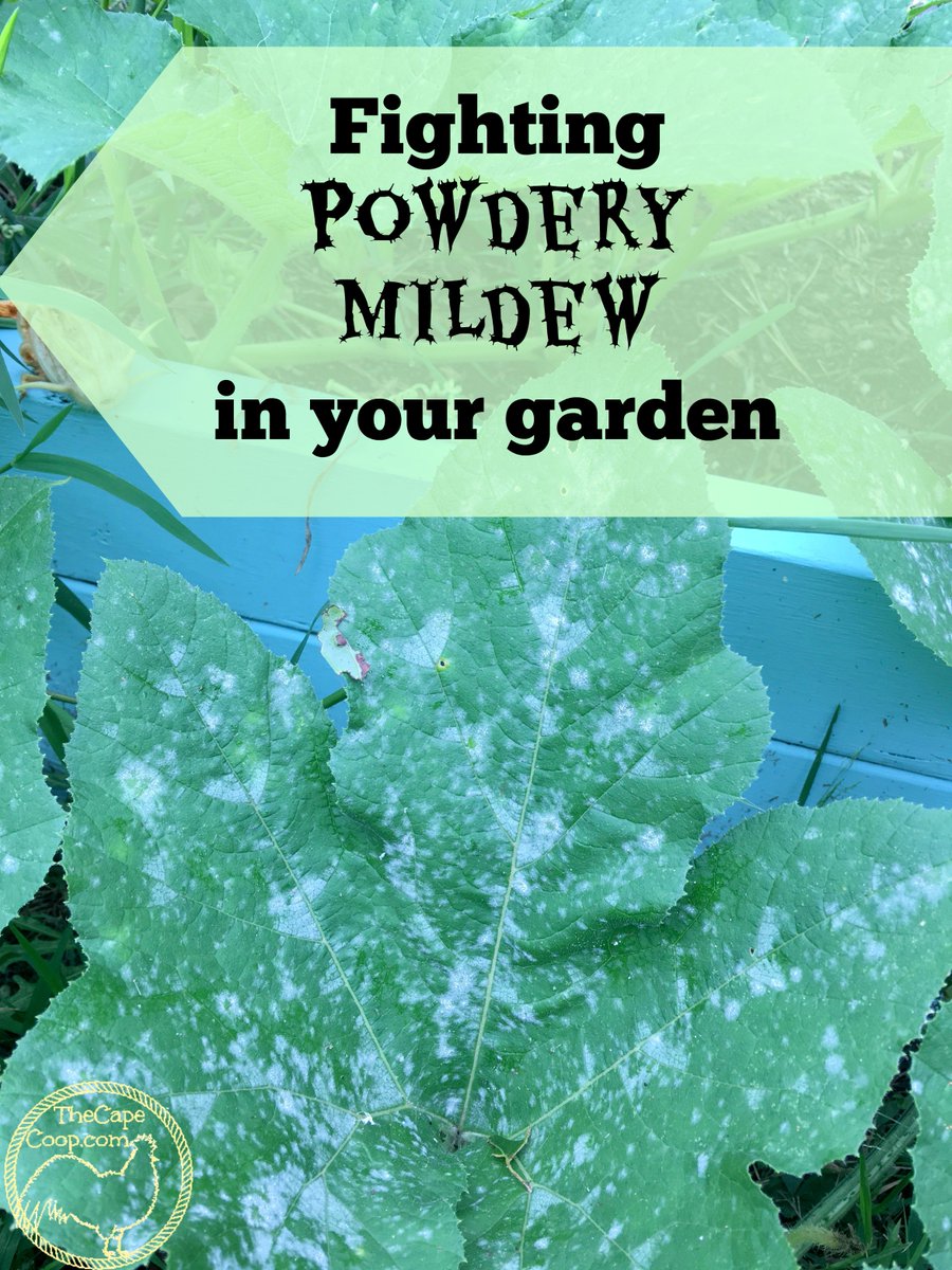 TheCapeCoop's tweet photo. What are those white spots on your plants? Find out how to id, treat &amp; prevent powdery mildew! https://t.co/JVFlkFQBy2 https://t.co/mTtps7XDfD