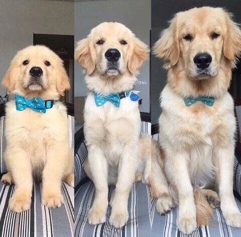 DailyiDogs's tweet photo. 2months/5months/8months https://t.co/fGmSmaT5Bi