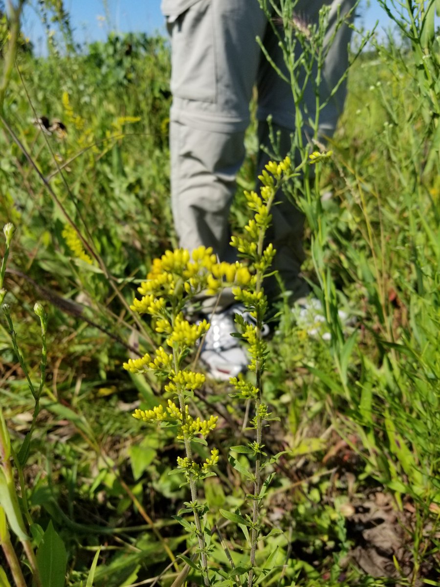 JeffLikesPlants's tweet photo. Daily prairie plant!
Oldfield goldenrod - Solidago nemoralis
#PeriodicPrairiePlantPicturePosting #PIPants #JonesLabDoesFieldWork #ItLooksSad https://t.co/tLOcAyun9d