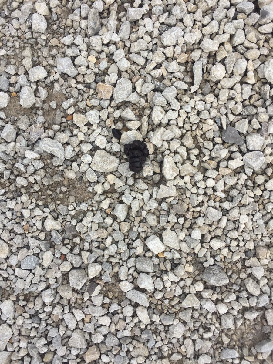 missweeos's tweet photo. Animal dropping tracking @CTMSBulldogs #otherthana hoof https://t.co/q9GnPuPr3R