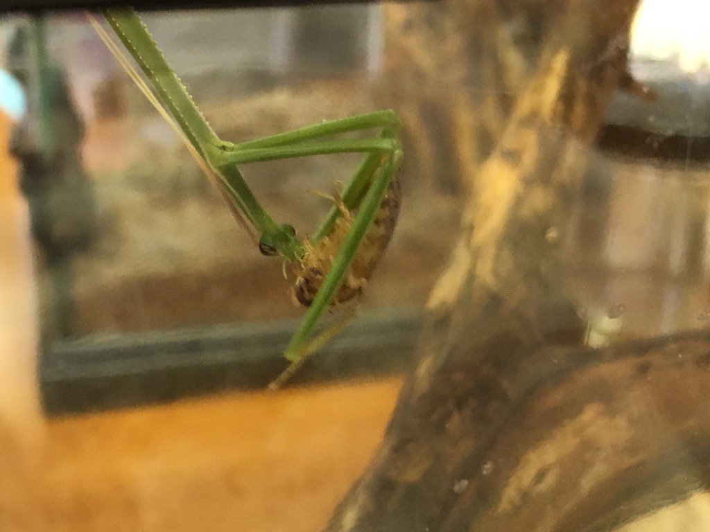 jguyton3's tweet photo. Got roaches? Consider using Praying Mantids! Great IPM technique and entertaining too! https://t.co/1xQsGBZ4a9