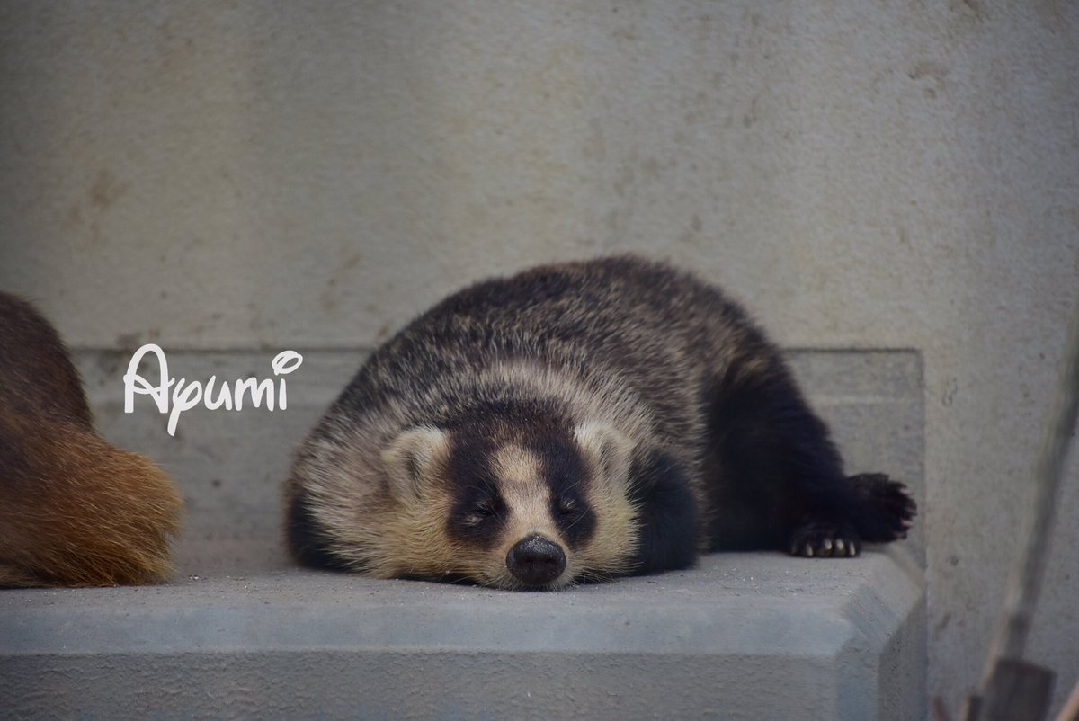 あゆみ Twitter પર 可愛いぺったんこフクちゃん 笑 おやすみ 京都市動物園 ニホンアナグマ アナグマの可愛さをもっと広め隊 ジャスミン特任園長