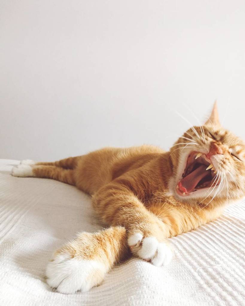 flequilu's tweet photo. Yo con la Vuelta Ciclista a España 🚵😴
.
.
.
.
#catlover #catsofinstagram #retorubirroja #huaweiysummer #huaweip10 https://t.co/UWXBpkKOpT https://t.co/fnbG2JsRyy