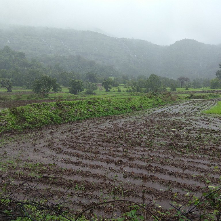 Blast from the past:- 
On the way farmland click to Harihar Fort  😀
#NinjaAdventureZ #TravelMemories #Travel #AdventureZ