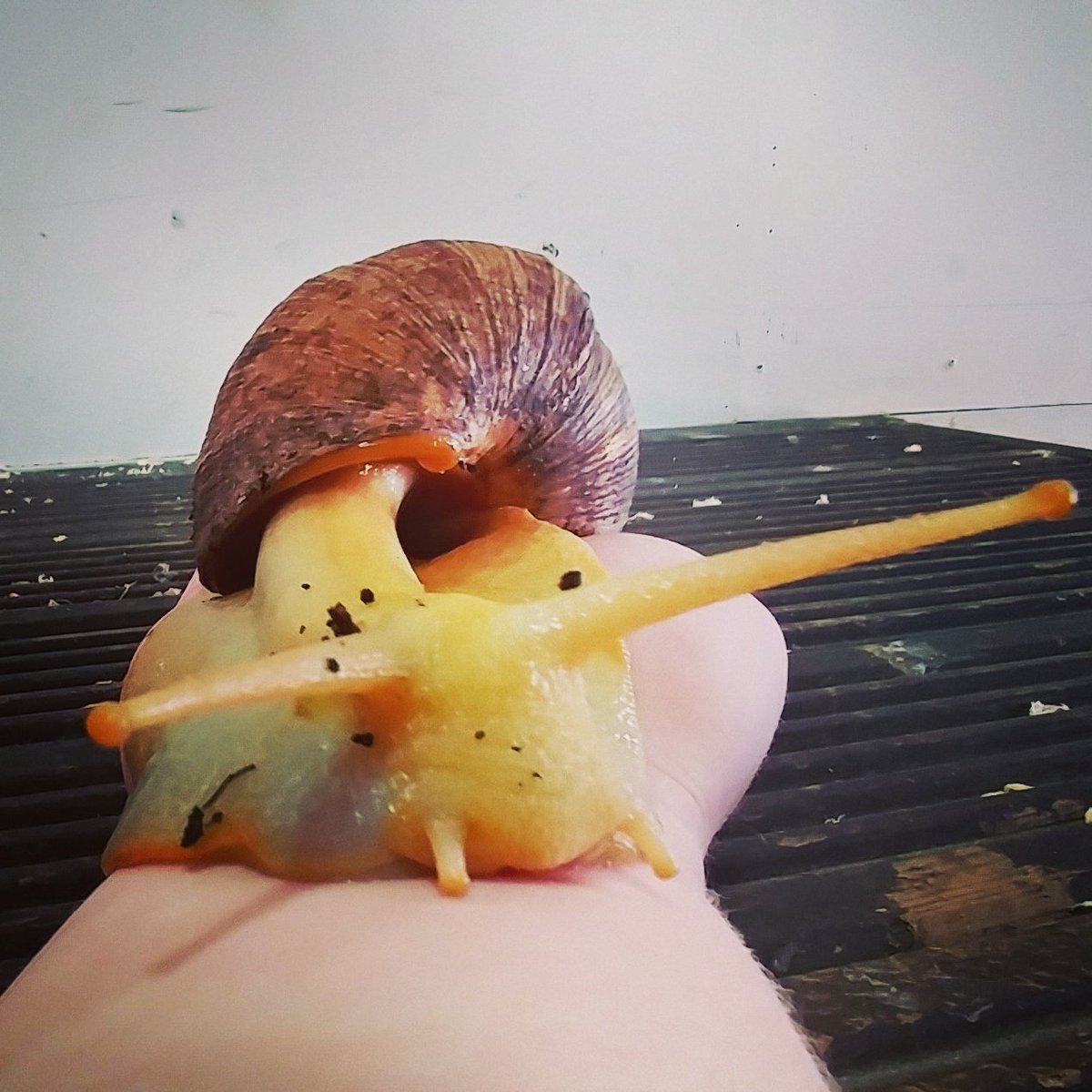 Meet one of our more unusual creatures! farmerparrs.com/times-prices/ #farmerparrs @visitlancashire <a href="/visitfyldecoast/">visitfyldecoast</a>