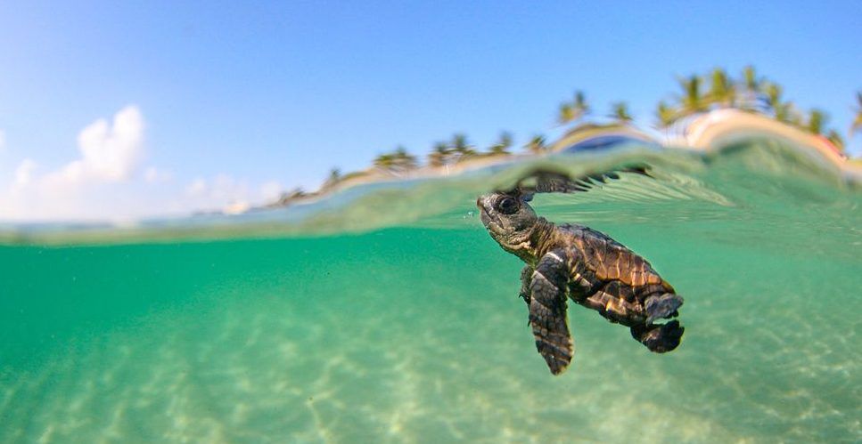 BeachRentalMobi's tweet image. #SeaTurtlenesting season will be over in October. How about a last minute #Islandvacation before it is over? buff.ly/2wwhoFt