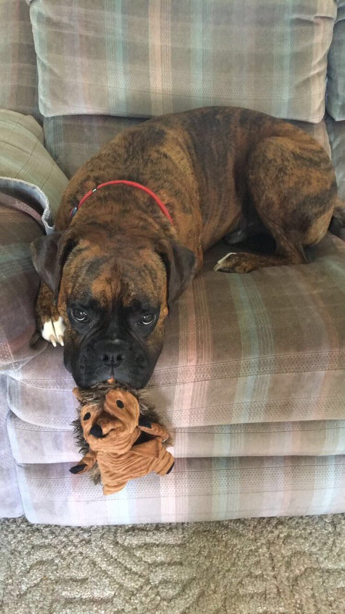 What Should I Do If My Dog Ate Chocolate Chip Cookies? Quora