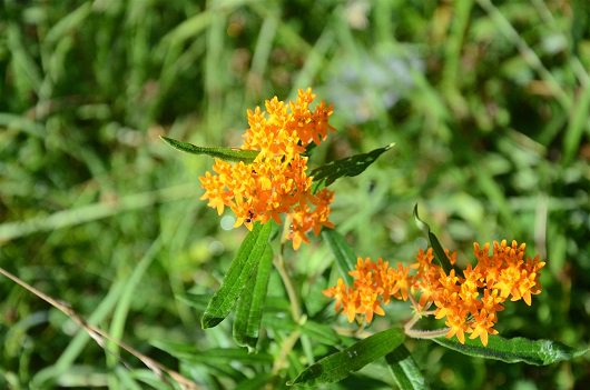 OlmstedParks502's tweet photo. Check out this orange firecracker growing in our prairies! Take a pic with one using #Wildflowerwednesday   

#do502 #exploreky #new2lou https://t.co/U9shEsTZEZ
