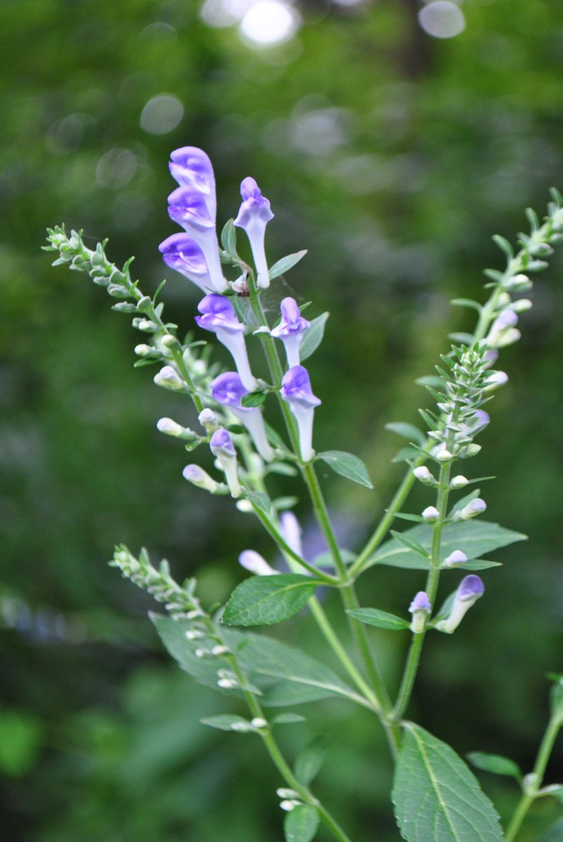 Join us for "Creating a Place for Pollinators" from 4-6pm at the Tippe Battlefield. Tour the pollinator planting and learn some habitat tips