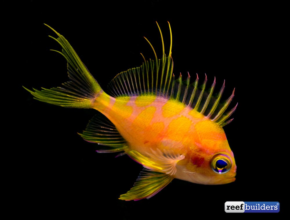 reefbuilders's tweet photo. Borbonius Anthias Captive Bred By Biota Palau https://t.co/A5Qkvab2gr https://t.co/1YkroccAXp