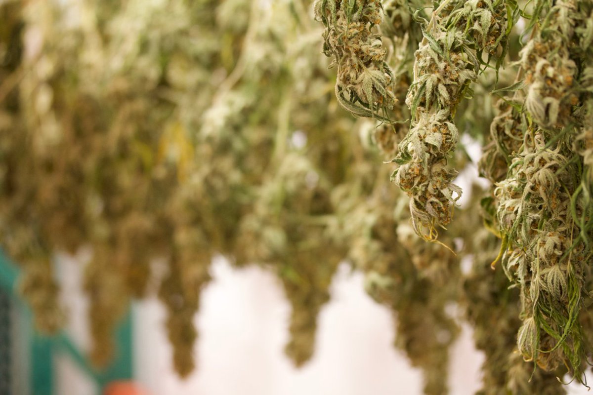 Latest harvest of #SeattleBlue curing up nicely 😍 #bonsaicannabis #i502 #pnwgrown