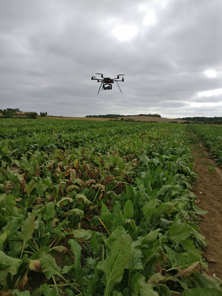 hiphen_plant's tweet photo. Monitoring disease in a sugar beet trial #PlantPhenotyping #UAV #Airphen #Multispectral https://t.co/lhIYjt4LUx