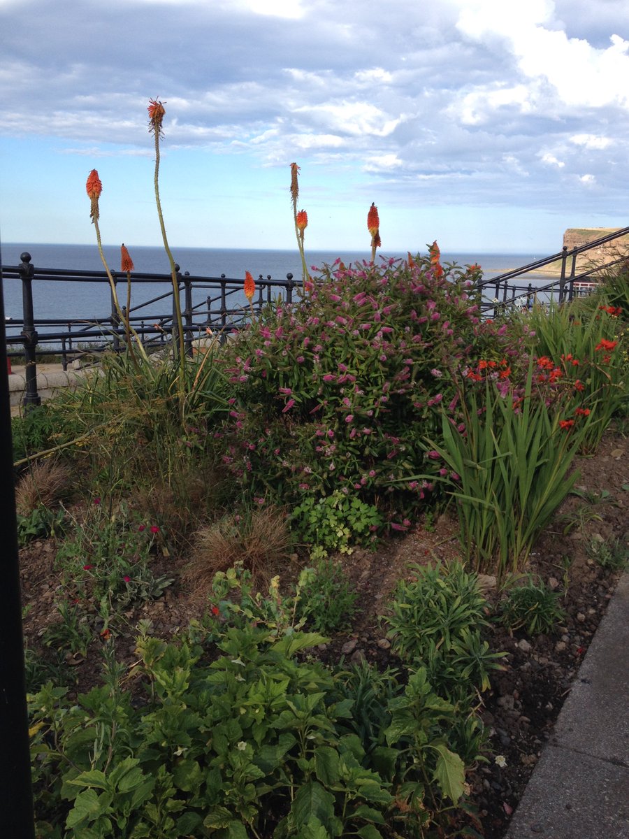Saltburn in Bloom tweet media