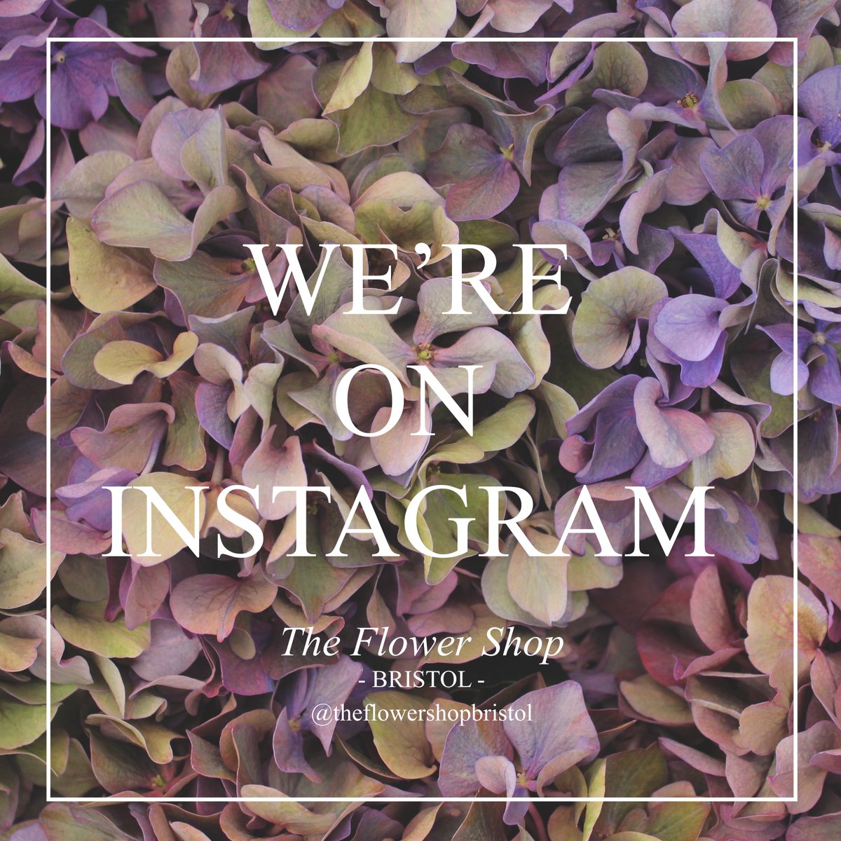TheFlowerShopBr's tweet photo. For your daily dose of #FLOWERPOWER and wonderful #MOTHERNATURE give us a follow on Instagram! #instaflower #bristol #instagram #florist https://t.co/01VMIHbgnR