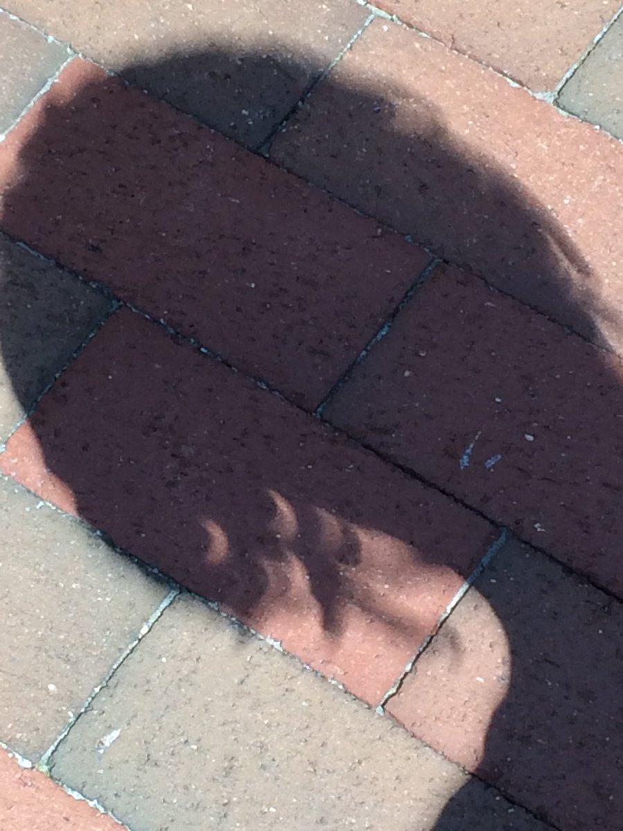 Bautch Lab tweet media