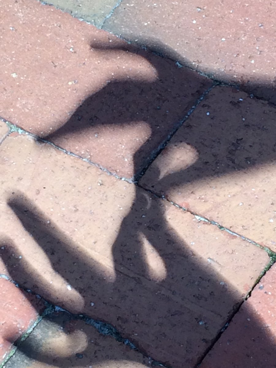 Bautch Lab tweet media