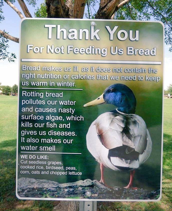 CabinteelyLife's tweet photo. If you feed the ducks and swans in Cabinteely Park please keep this in mind.... https://t.co/TrHARqEMwx