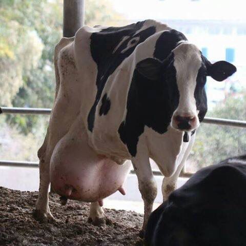 Dairy cows often become sick or have swollen/painful udders because of the constant milking and exploifation. It's time to #ditchdairy