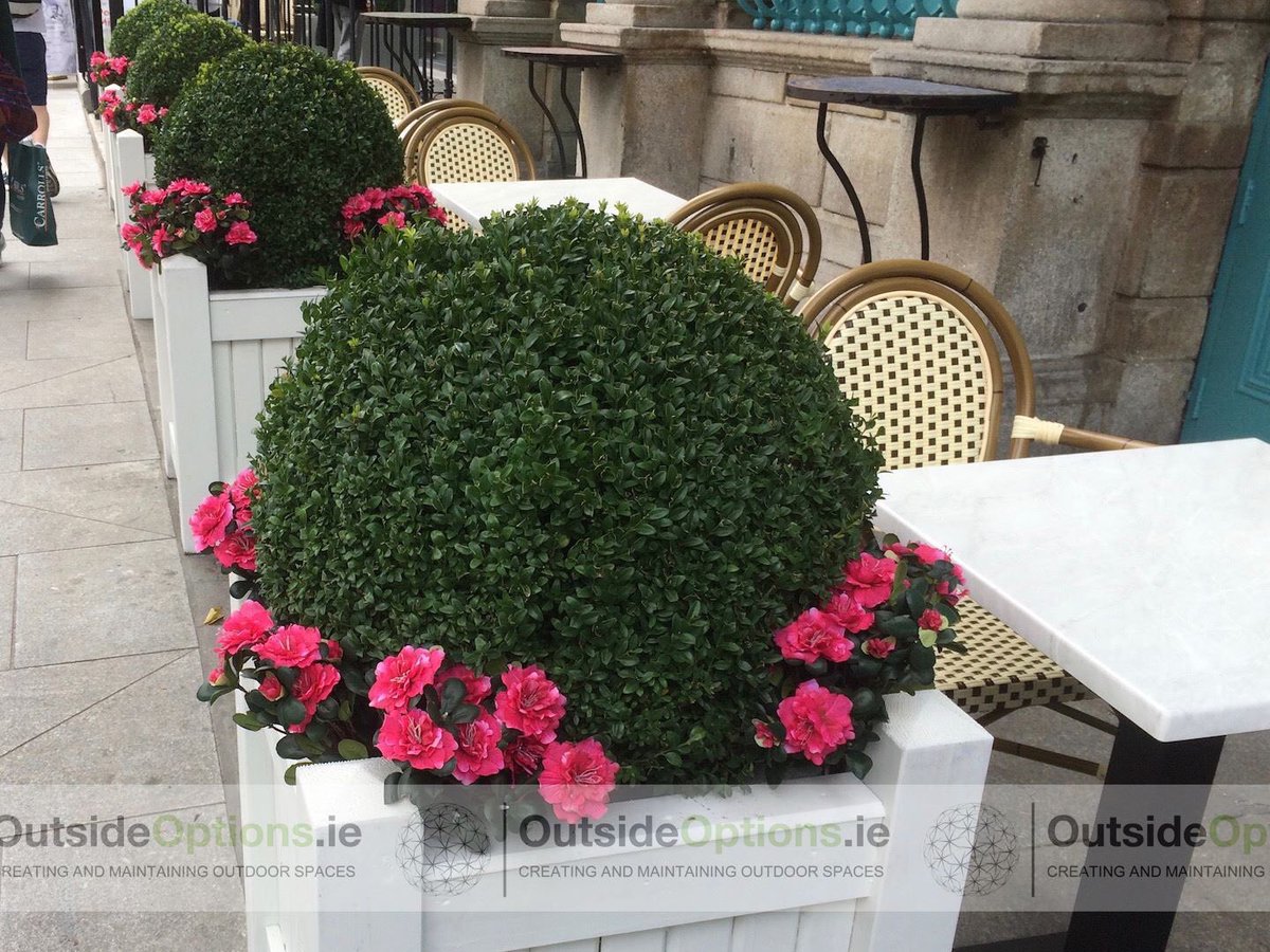 OutsideOptions's tweet image. This plant fit-out was recently completed at Cafe En Seine, Dublin City Center. 
outsideoptions.ie