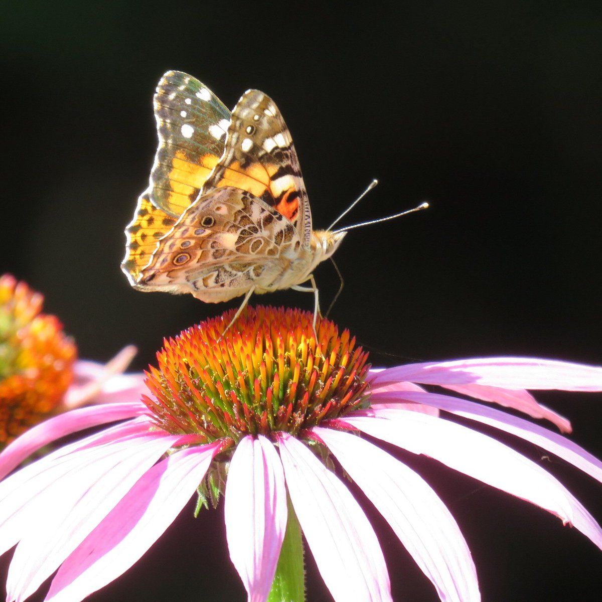 Hey Maine Gardening Group follow on Twitter