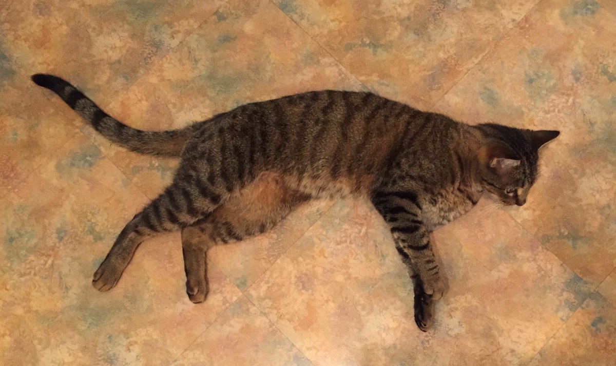 Max the Math Cat (@MaxMathCat) / Posts / X