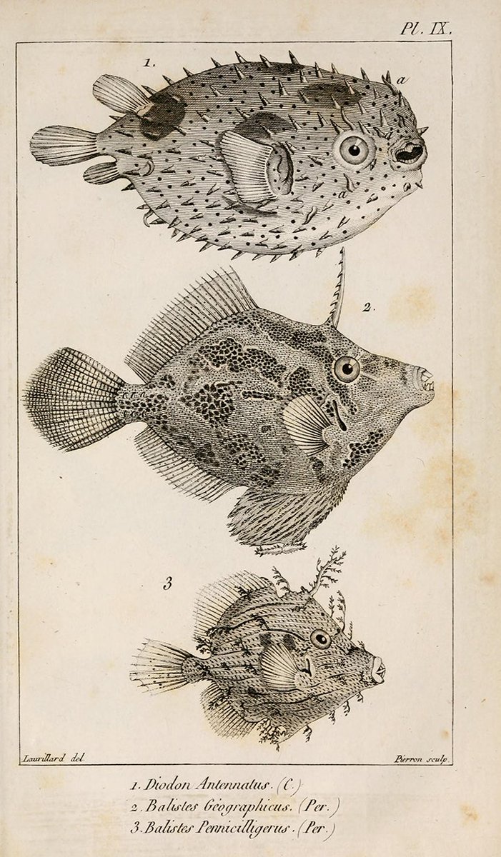 Bhl On Twitter Happy Bday Georges Cuvier His Le Règne - 