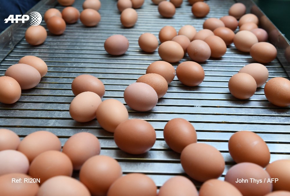 afpfr's tweet image. Oeufs contaminés au fipronil: des pâtes de fabrication française ajoutées à la liste u.afp.com/4L4Z #AFP