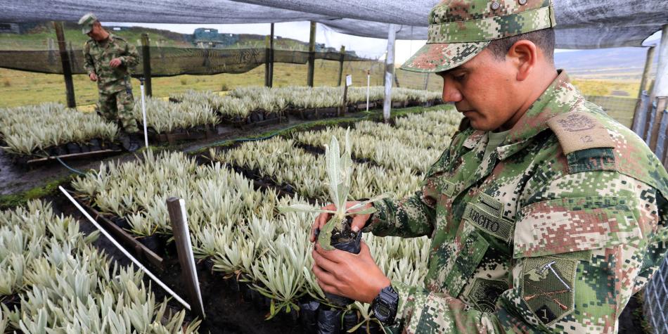 LuisGMurillo's tweet photo. Batallón de Alta Montaña de Sumapaz siembra frailejones para recuperar este ecosistema de los impactos del conflicto https://t.co/Nof5YD0tp2 https://t.co/xigj1MaytY