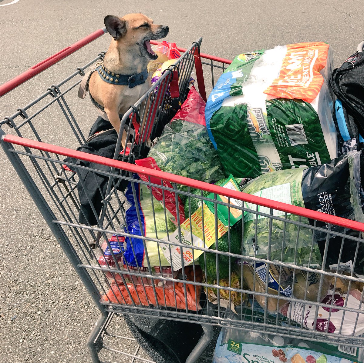 #Costco got me like #Yawn