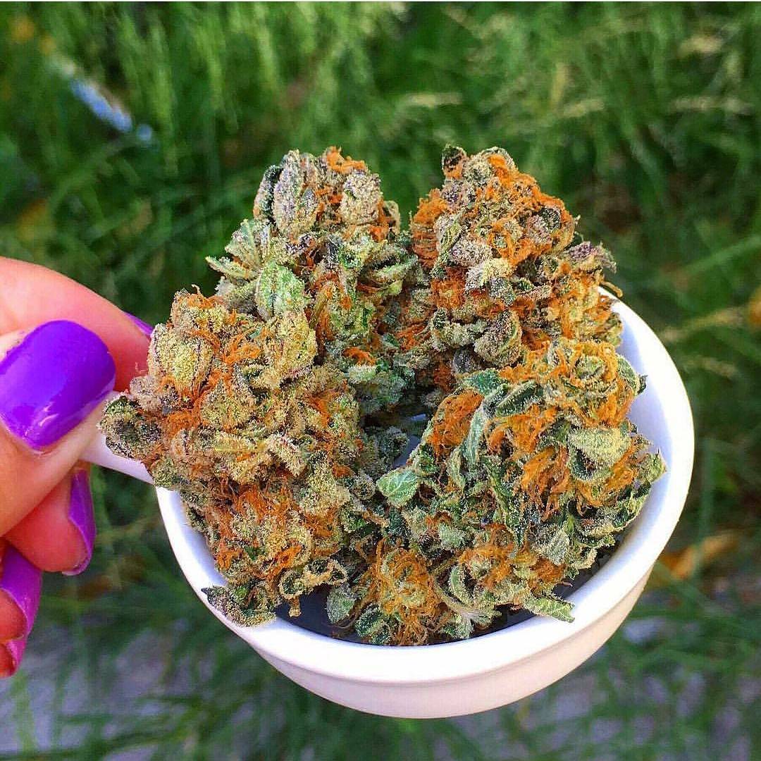 weedydotcom's tweet photo. It's definitely my cup of tea π₯π₯π₯
#weedy #weedclan #weedporn #rawlife247 #rawlife #ganja#BHOssBytcheZ #BHOssDaddy #highlife https://t.co/ii2n5DguFz