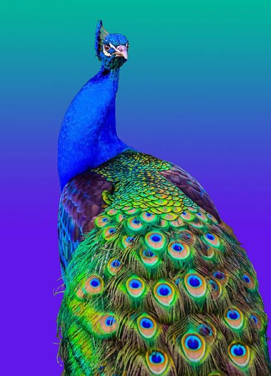 #Nature #Colours #Peacock #Påfulg #Paon #الطاووس