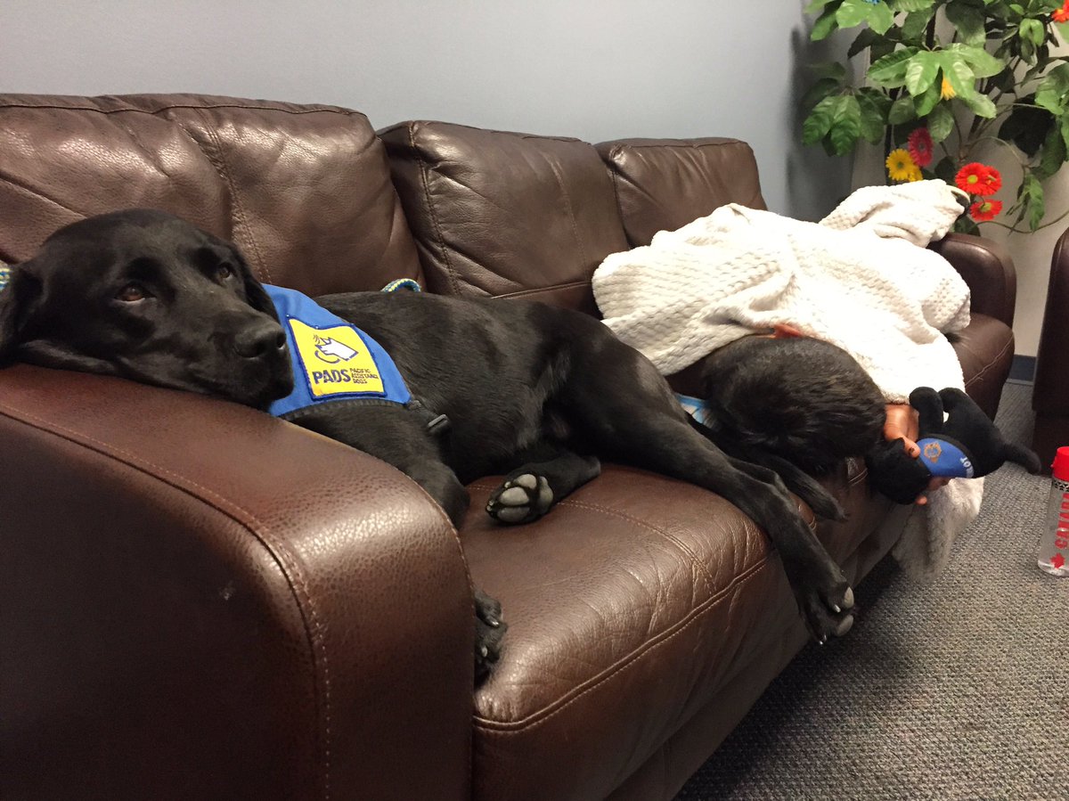 PADSk9Merlot's tweet photo. Post #forensicchildinterview cuddles &amp; a nap. #facilitydog #Merlot #childabuse #myjobisruff #workingdog #YQR @reginapolice @PADSdogs https://t.co/VEFa9pecai