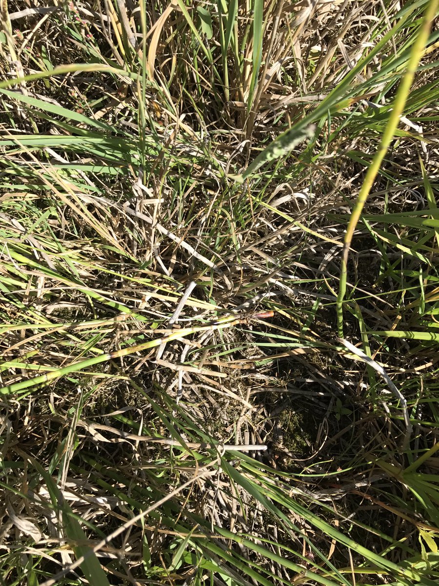 CropProCory's tweet photo. Seems like it worked real good. #scouringrush stayed fried https://t.co/Tmb65f3UuT