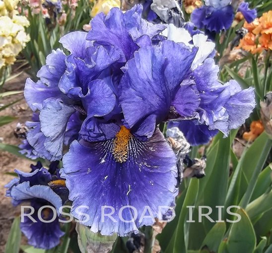 RossRoadIris's tweet photo. DEEP DARK SECRET - Tall Bearded Iris - #irises #gardens https://t.co/o7b6rr5atS https://t.co/0TSp612CDY